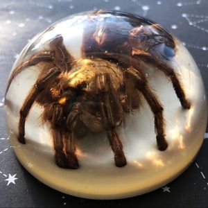 SOLD!! Vintage real tarantula paperweight oddity cast in resin creepy